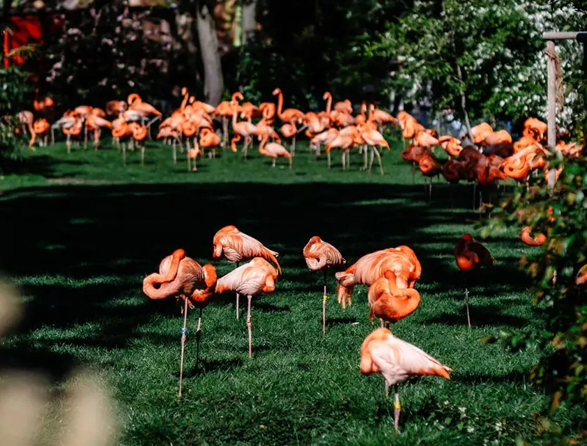 ZOO Event - Bild 8